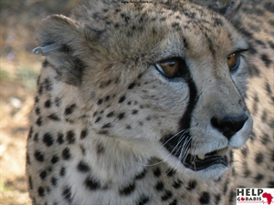 Cheetah 2011.JPG